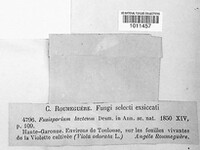 Ramularia lactea image